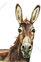 Donkey, farm animals, hand drawn watercolor illustration