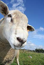 Sheep
