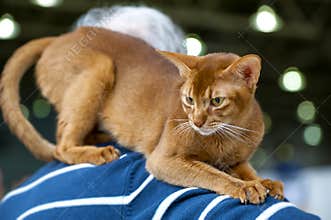 Abyssinian cat