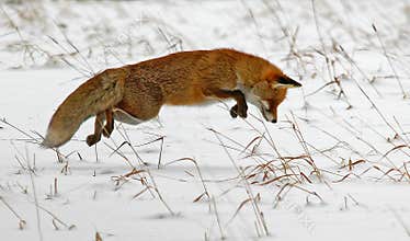 Hunting red fox