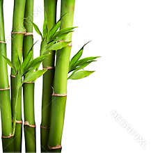 Bamboo on white background