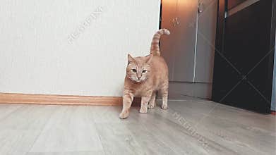 Red furry cat goes ahead close camera. White stripes fur domestic pet. Serious mood feline at home indoors video.