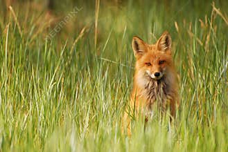 Red Fox in Grass