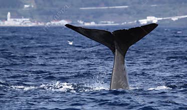 Whale watching Azores islands - sperm whale 01