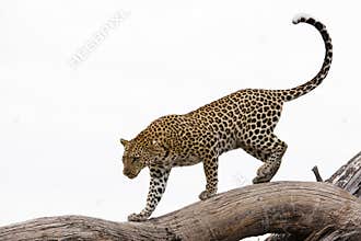 Leopard, Africa