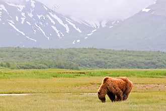 Alaska Brown Grizzly Bear Grazing in Katmai