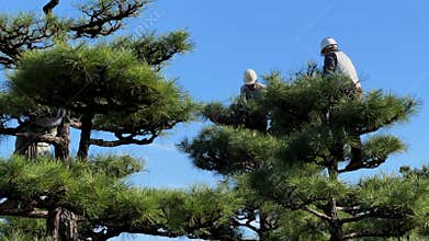 Several gardeners pruning pine trees in traditional castle garden grounds, Japan