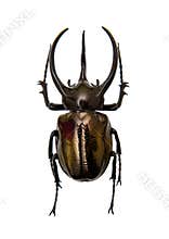 Beetle