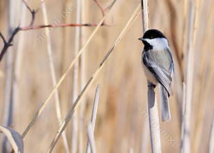 Black-capped Chickadee