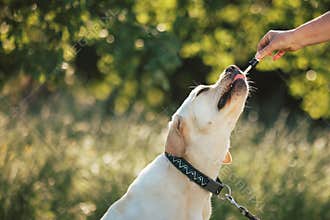Dog licking a pipette with CBD oil