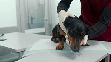 Veterinarian doctor makes a medical examination of a dachshund puppy dog on examination in a veterinary clinic. Old dachshund