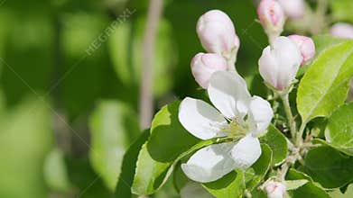 Branch on which beautiful white apple tree flowers. Flowers with buds and flower gently moved by the wind.
