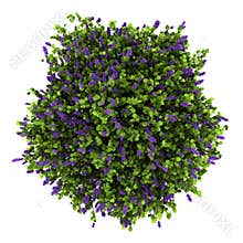 Top view of lilac flowers bush isolated on white
