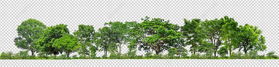 Green trees isolated on transparent background forest and summer foliage for both print and web