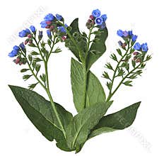 Comfrey herb