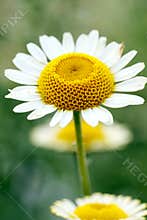 Chrysanthemum with Yellow White