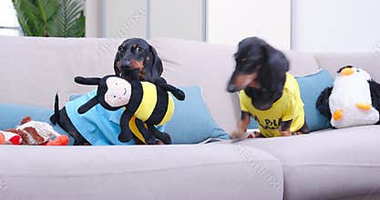 Two dachshund dogs are sitting on the couch and fighting for a soft toy