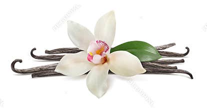Vanilla flower and beans isolated on white background. For flavor layout