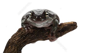 Australian Green Tree Frog