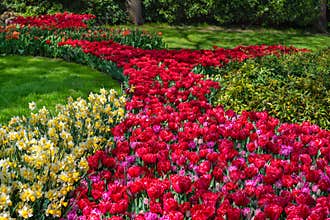 Spring flowers in Keukenhof garden, Lisse, Netherlands Holland nature, gardening, cultivation