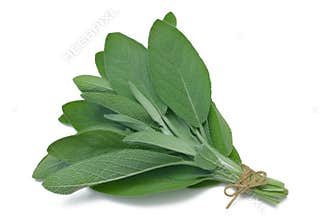 Herb Series Sage