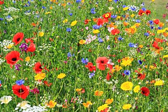 Beautiful wild flowers or wildflowers.