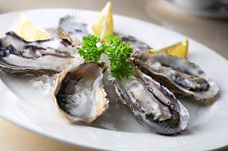 Oysters