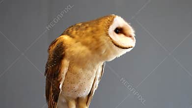 Barn owl bobbing head to the right