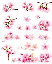 Cherry blossom collection