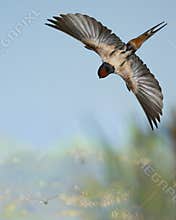 A swallow glides in the wind