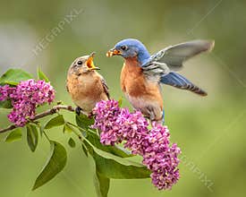 Eastern Bluebird Courtship
