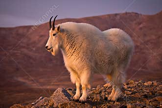 Proud Mountain Goat