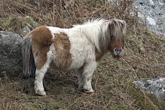 Fluffy cute pony on Dartmoor