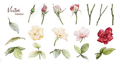 Watercolor roses elements illustration collection