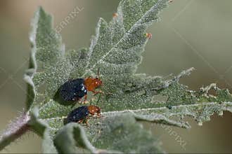 Close encounter with beetles on a green leaf in a natural environment during daytime