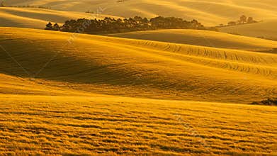 Golden Wheat Field at Sunset with Rolling Hills and Distant Trees Scenery