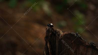 wood beetles crawling on rotten wood