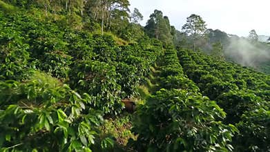Lush Green Coffee Plants Thriving On a Hillside Farm During a Misty Morning in Low Angle Symbolizing Agriculture Sustainability