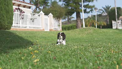 A beautiful little King's Charles Spaniel puppy sits on the green grass in the summer