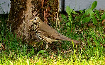 A close-up image of song thrush (Turdus philomelos) in the garden on sunny day