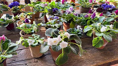 Violets pansies in botanical shop, diverse plant species for purchase. Flower market stock sale