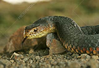 Australian copperhead snake