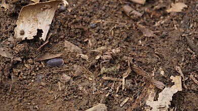 woodlice crawling on the ground
