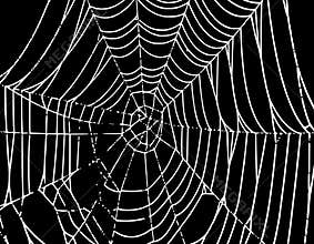 Vector Spider Web Background T
