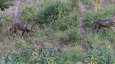 Wolves wild animals in nature