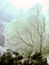 Snowy Sea Fan Coral