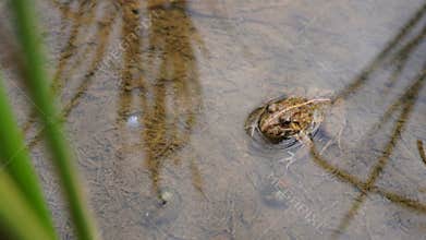 rice field frog looking at the camera