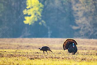 A Wild Turkey Strutting With A Female