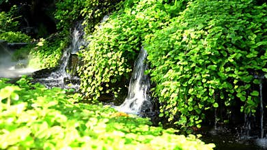Water fall , Garden arrangements house, A small waterfall in the garden and koi fish