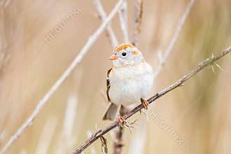 A Tiny Field Sparrow On A Weed